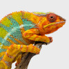 Reptile