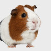 Small Pet